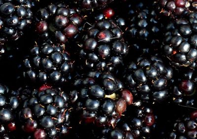 Blackberries1